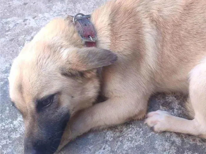 Cachorro ra a SRD-ViraLata idade 1 ano nome Sem nome