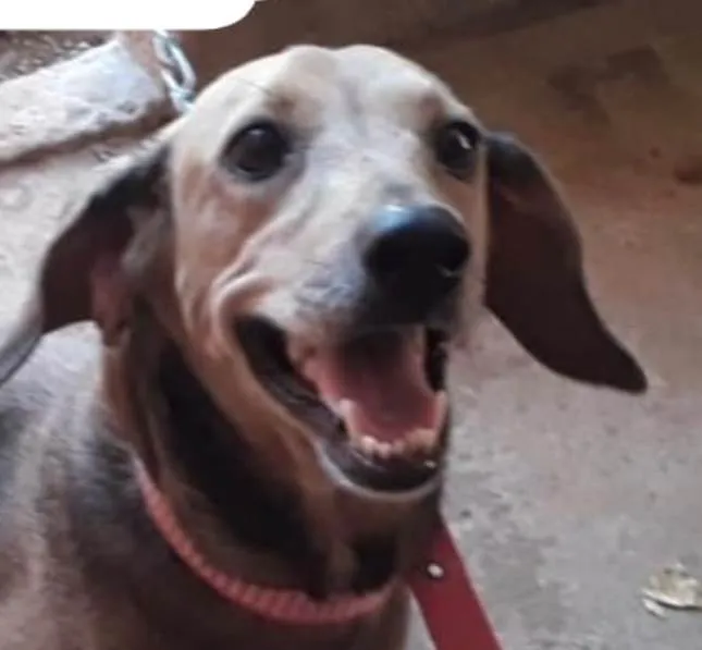 Cachorro ra a SRD-ViraLata idade 3 anos nome Lola 