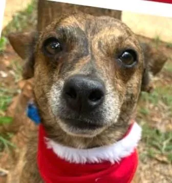 Cachorro ra a SRD-ViraLata idade 1 ano nome Dengo