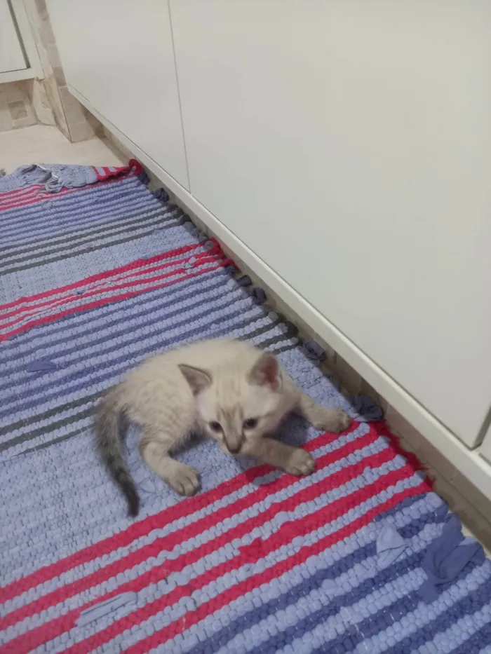 Gato ra a SRD-ViraLata idade 2 a 6 meses nome Gatinhos disponíveis 