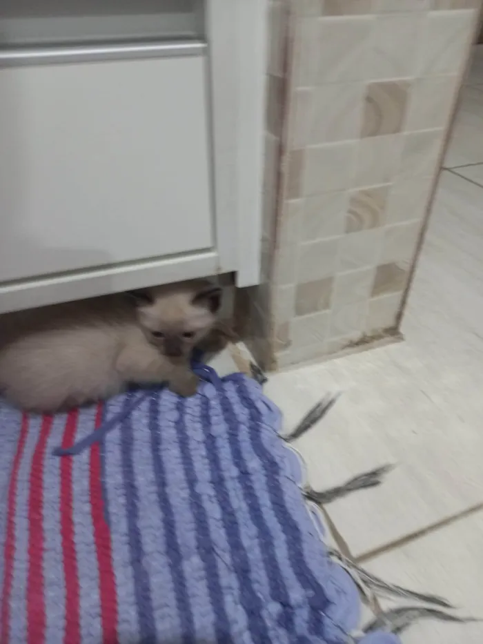 Gato ra a SRD-ViraLata idade 2 a 6 meses nome Gatinhos disponíveis 