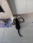 Gatinhos disponíveis 