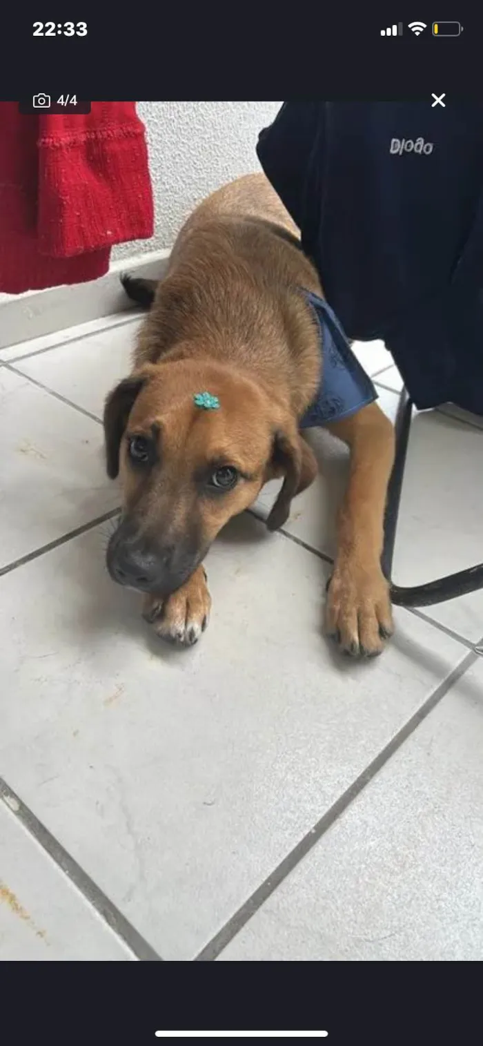 Cachorro ra a SRD-ViraLata idade 7 a 11 meses nome Maique