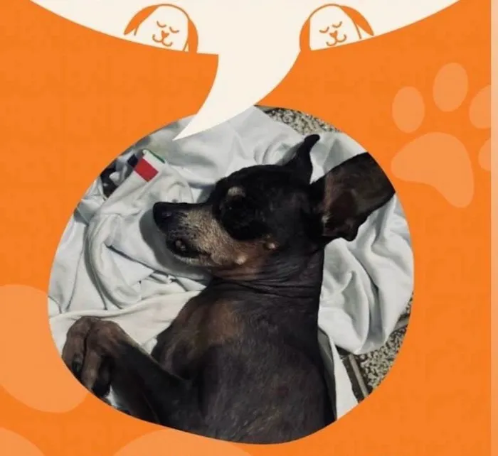 Cachorro ra a Pinscher idade 6 ou mais anos nome Pincher