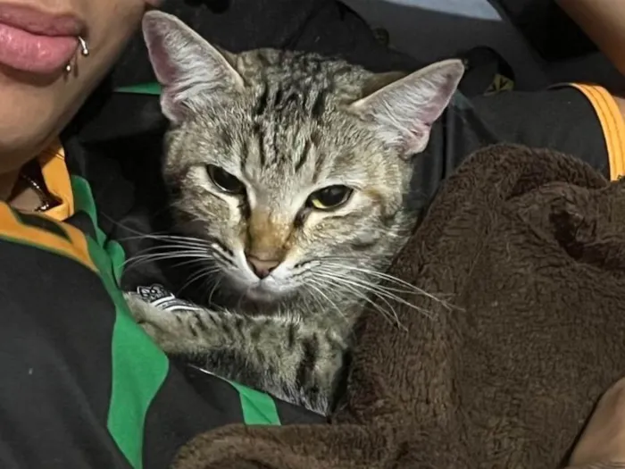 Gato ra a SRD-ViraLata idade 2 a 6 meses nome gatinha