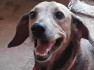 Cachorro raça SRD-ViraLata idade 3 anos nome Lola 