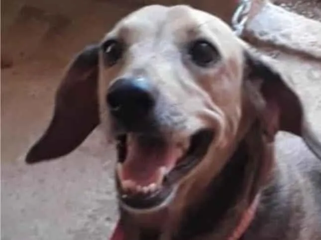 Cachorro ra a SRD-ViraLata idade 3 anos nome Lola 