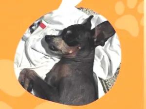 Cachorro raça Pinscher idade 6 ou mais anos nome Pincher