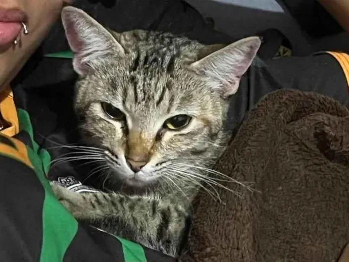 Gato ra a SRD-ViraLata idade 2 a 6 meses nome gatinha