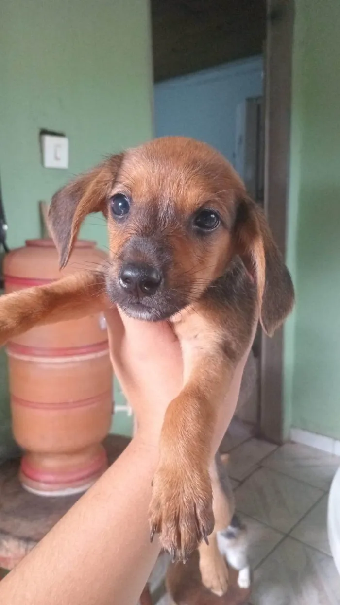 Cachorro ra a SRD-ViraLata idade Abaixo de 2 meses nome ainda não tem nome