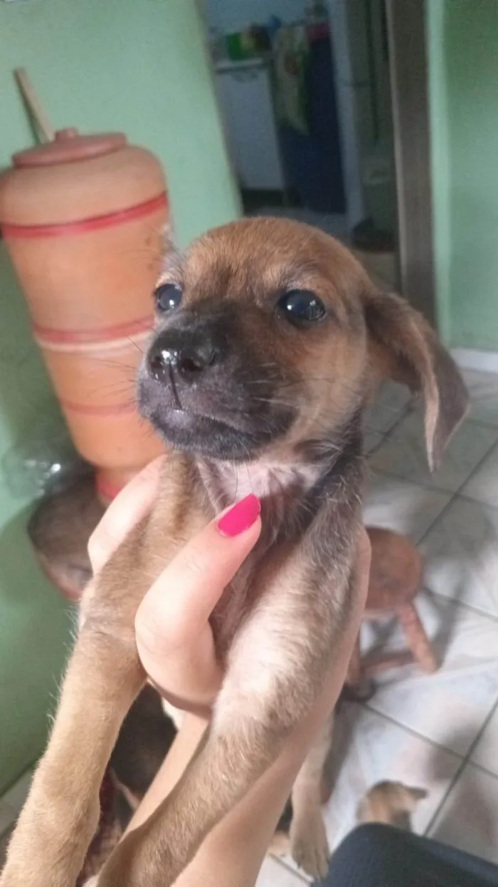 Cachorro ra a SRD-ViraLata idade Abaixo de 2 meses nome ainda não tem nome