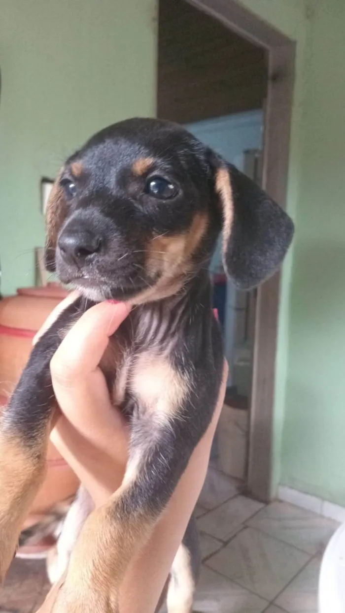 Cachorro ra a SRD-ViraLata idade Abaixo de 2 meses nome ainda não tem nome