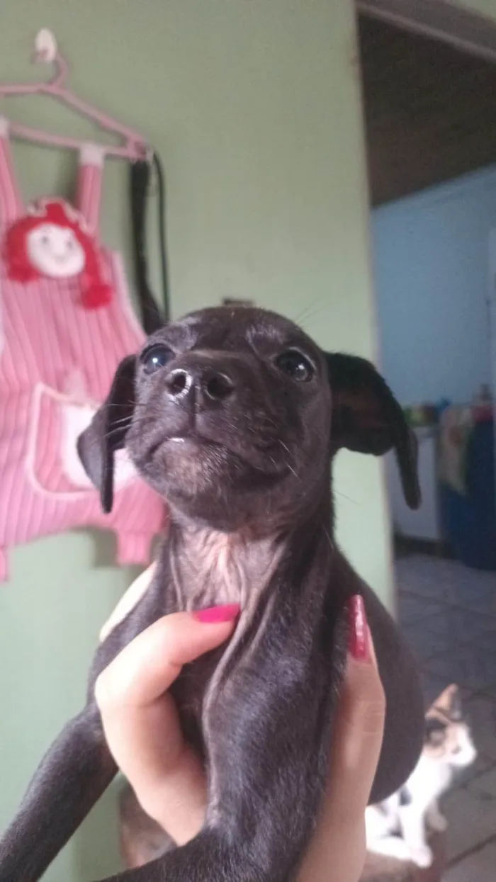 Cachorro ra a SRD-ViraLata idade Abaixo de 2 meses nome ainda não tem nome