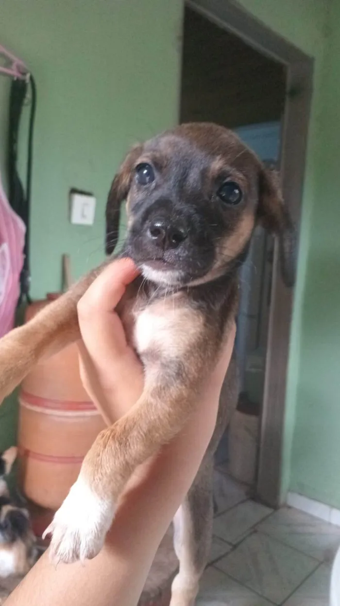 Cachorro ra a SRD-ViraLata idade Abaixo de 2 meses nome ainda não tem nome