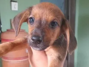 Cachorro raça SRD-ViraLata idade Abaixo de 2 meses nome ainda não tem nome