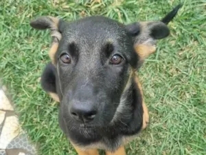 Cachorro raça Pastor Alemão idade 7 a 11 meses nome CHARLOTTE (urgente) 