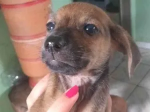 Cachorro raça SRD-ViraLata idade Abaixo de 2 meses nome ainda não tem nome