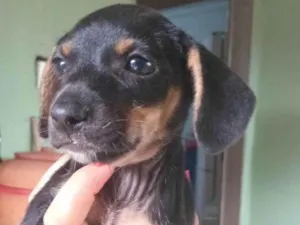 Cachorro raça SRD-ViraLata idade Abaixo de 2 meses nome ainda não tem nome