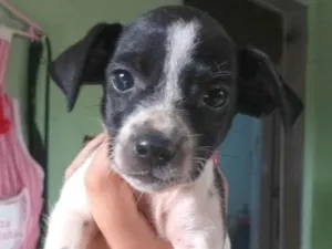 Cachorro raça SRD-ViraLata idade Abaixo de 2 meses nome ainda não tem nome