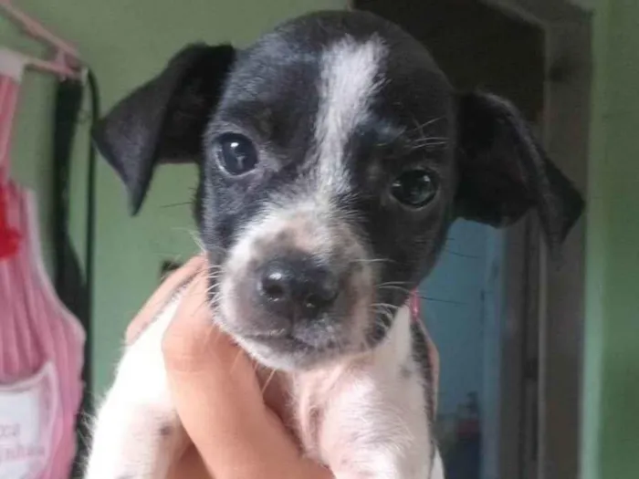 Cachorro ra a SRD-ViraLata idade Abaixo de 2 meses nome ainda não tem nome