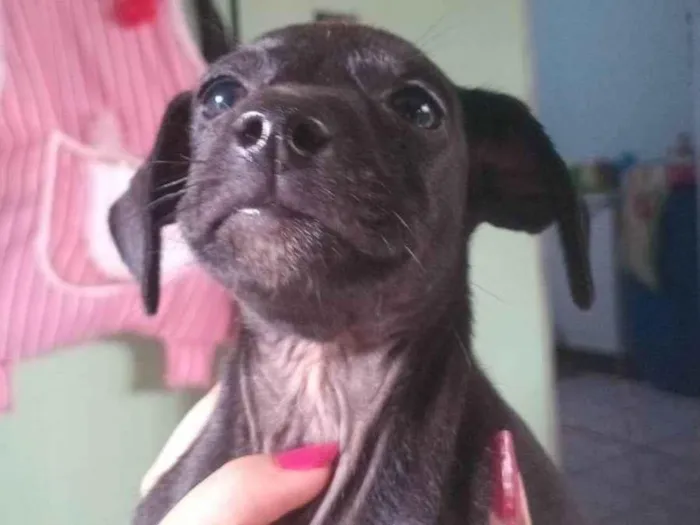 Cachorro ra a SRD-ViraLata idade Abaixo de 2 meses nome ainda não tem nome