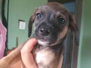 Cachorro raça SRD-ViraLata idade Abaixo de 2 meses nome ainda não tem nome