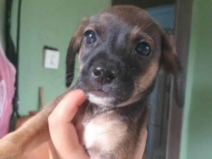 Cachorro ra a SRD-ViraLata idade Abaixo de 2 meses nome ainda não tem nome