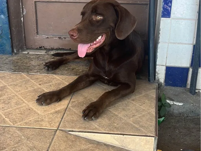 Cachorro ra a Labrador idade 2 anos nome Café 