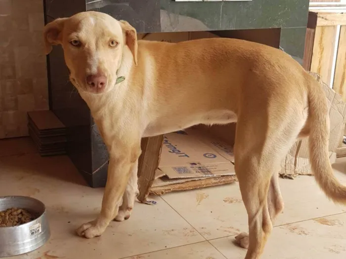 Cachorro ra a SRD-ViraLata idade 7 a 11 meses nome Bela