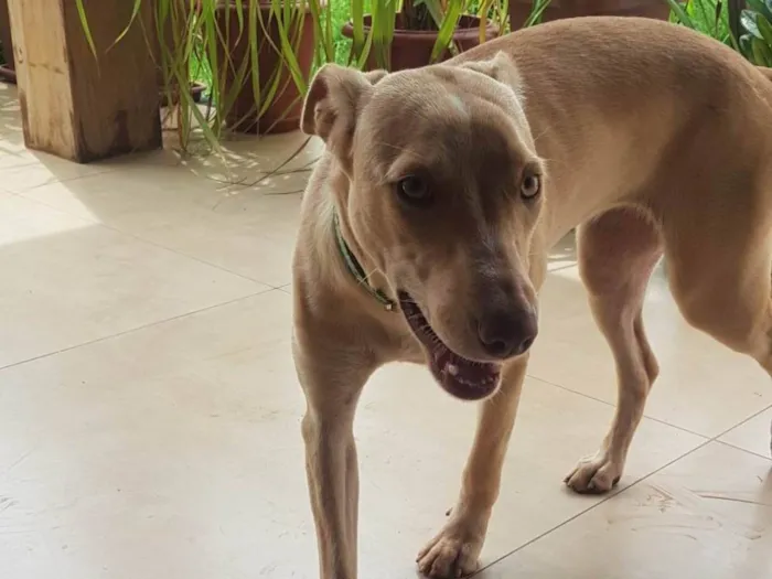 Cachorro ra a SRD-ViraLata idade 7 a 11 meses nome Bela