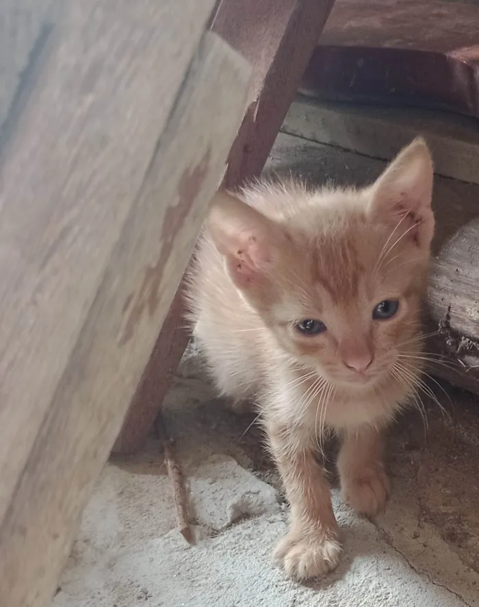 Gato ra a SRD-ViraLata idade 2 a 6 meses nome *Sem um nome*