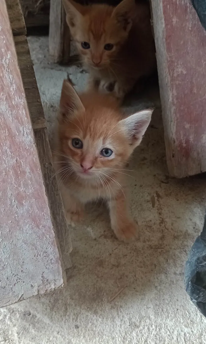 Gato ra a SRD-ViraLata idade 2 a 6 meses nome *Sem um nome*