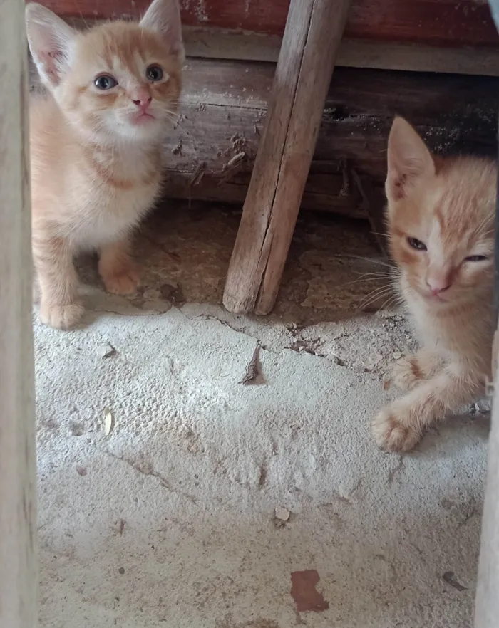 Gato ra a SRD-ViraLata idade 2 a 6 meses nome *Sem um nome*