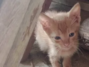 Gato raça SRD-ViraLata idade 2 a 6 meses nome *Sem um nome*