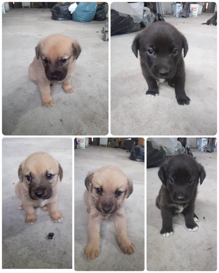 Cachorro ra a SRD-ViraLata idade Abaixo de 2 meses nome Sem nome