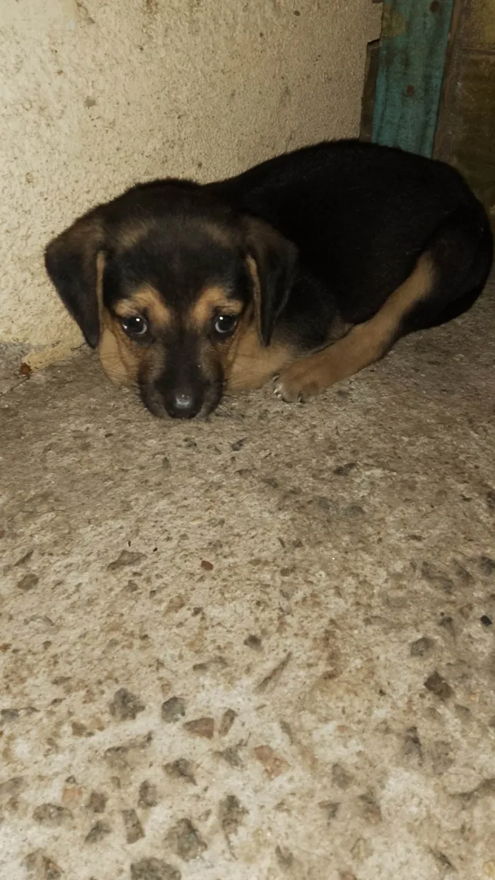 Cachorro ra a SRD-ViraLata idade 2 a 6 meses nome Cachorro 