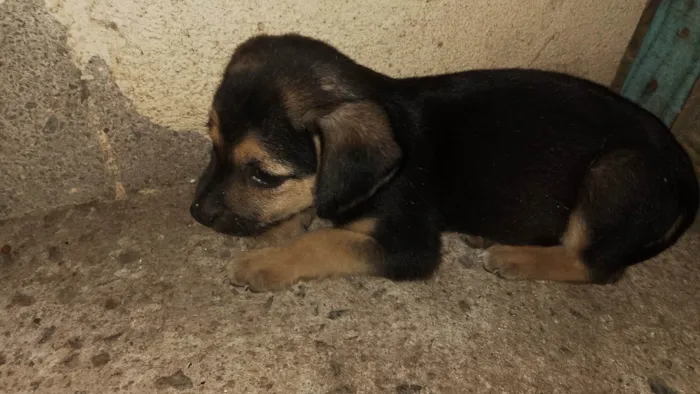 Cachorro ra a SRD-ViraLata idade 2 a 6 meses nome Cachorro 