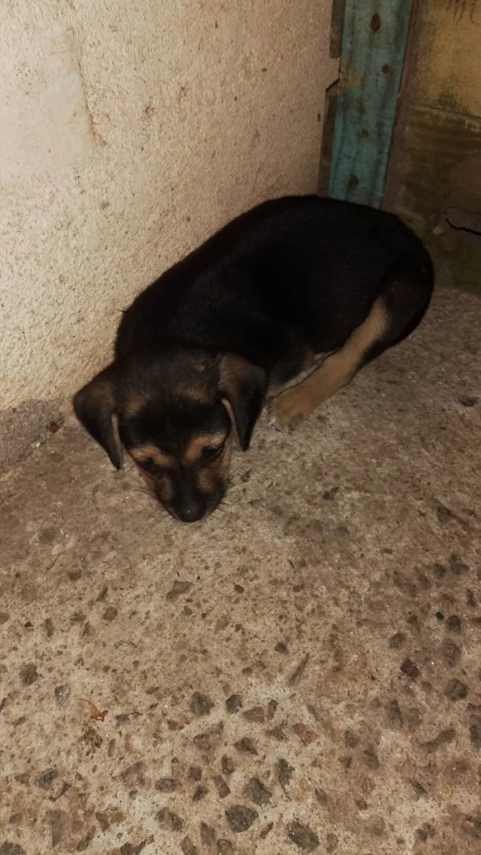 Cachorro ra a SRD-ViraLata idade 2 a 6 meses nome Cachorro 