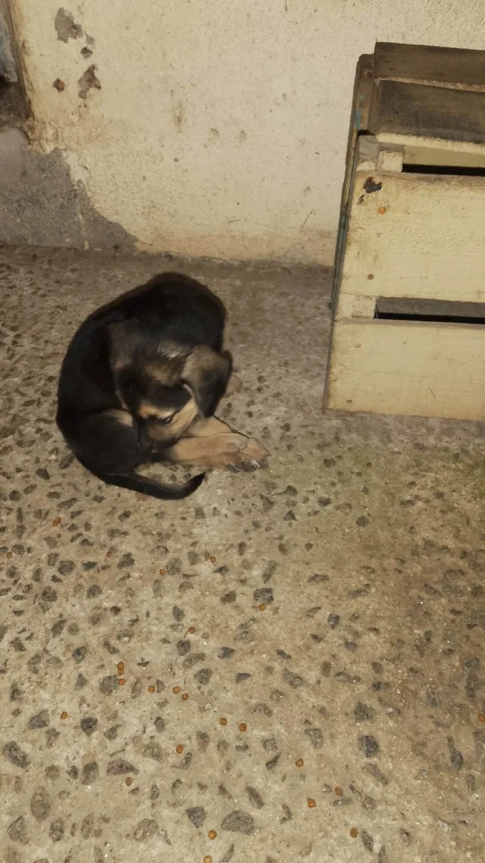 Cachorro ra a SRD-ViraLata idade 2 a 6 meses nome Cachorro 