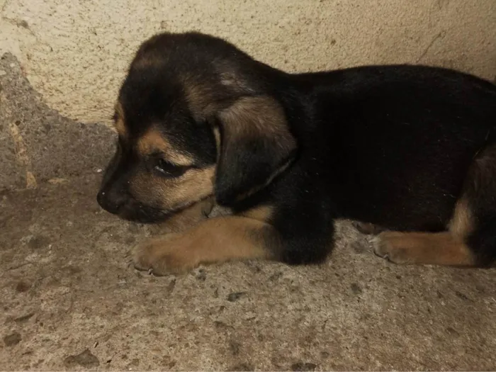 Cachorro ra a SRD-ViraLata idade 2 a 6 meses nome Cachorro 