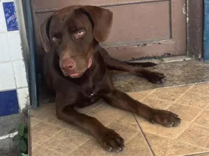 Cachorro raça Labrador idade 2 anos nome Café 