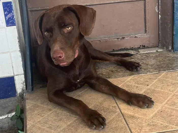 Cachorro ra a Labrador idade 2 anos nome Café 