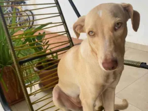 Cachorro raça SRD-ViraLata idade 7 a 11 meses nome Bela