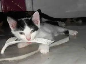 Gato raça SRD-ViraLata idade Abaixo de 2 meses nome Ambrósio 