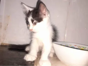 Gato raça SRD-ViraLata idade Abaixo de 2 meses nome João 