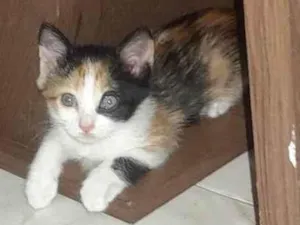 Gato raça SRD-ViraLata idade Abaixo de 2 meses nome Pipoca 