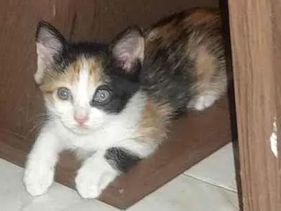 Gato ra a SRD-ViraLata idade Abaixo de 2 meses nome Pipoca 