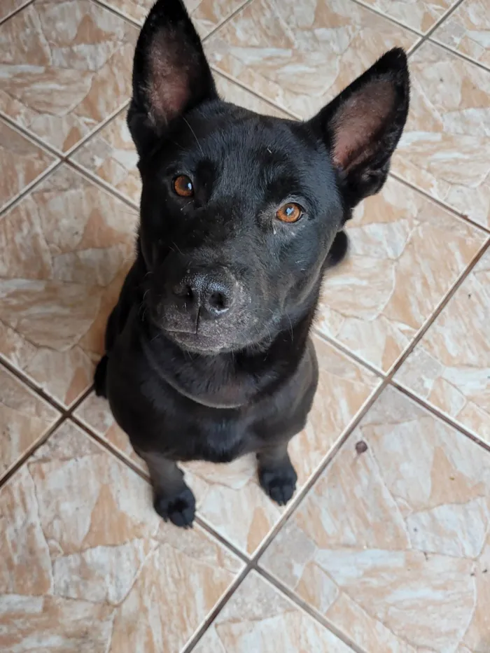 Cachorro ra a SRD-ViraLata idade 7 a 11 meses nome Negão