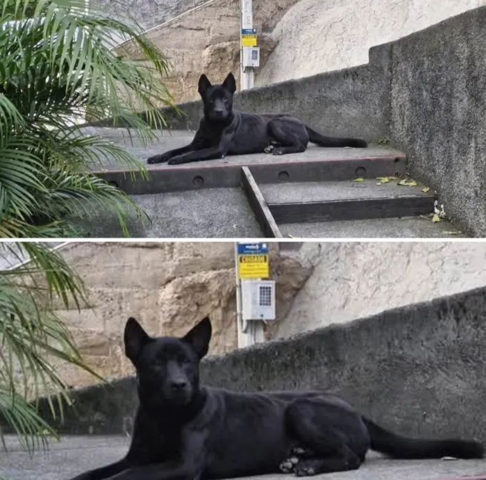 Cachorro ra a SRD-ViraLata idade 7 a 11 meses nome Negão