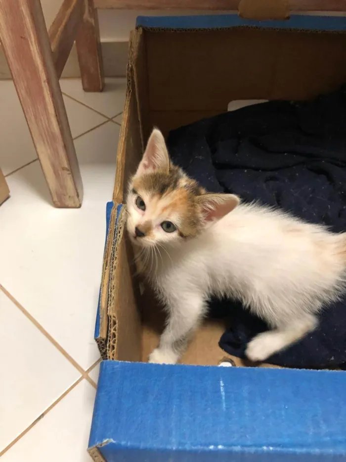 Gato ra a SRD-ViraLata idade Abaixo de 2 meses nome Princesa tricolor